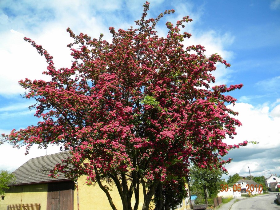 Яблоня Рудольф Malus Rudolph