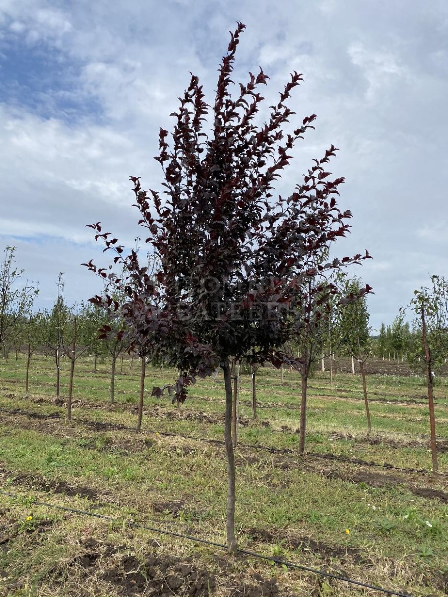 Яблоня гибридная Рудольф