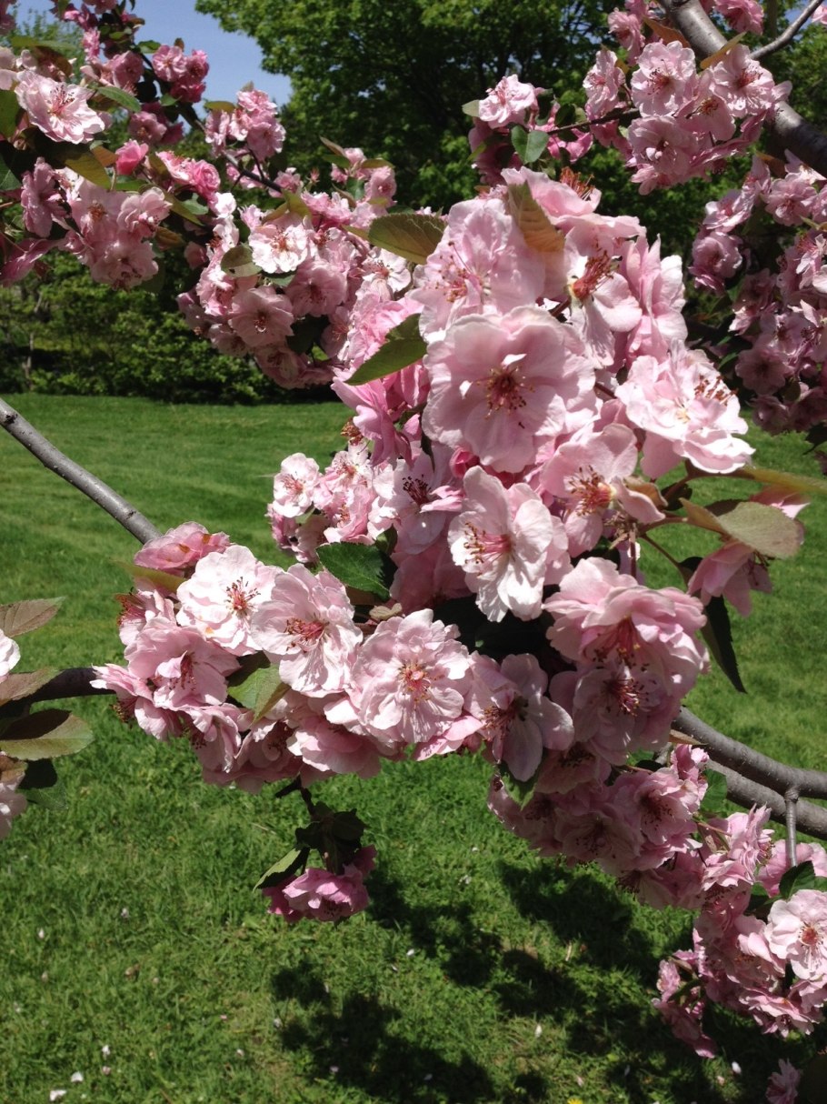 Яблоня Профьюжн