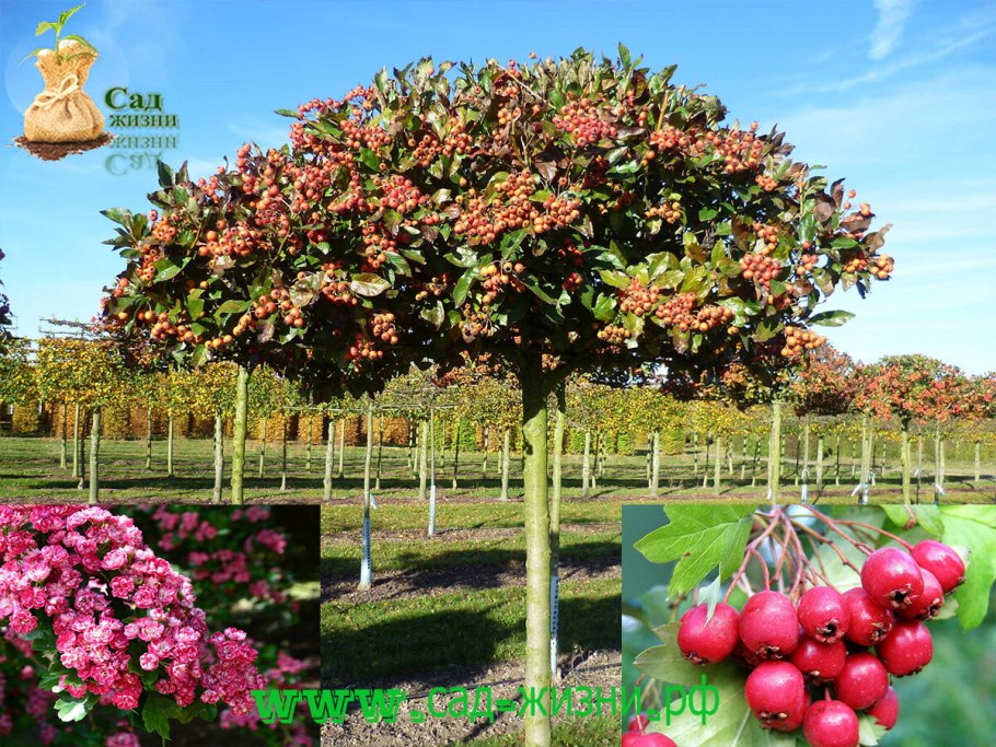 Яблоня Недзвецкого Royalty