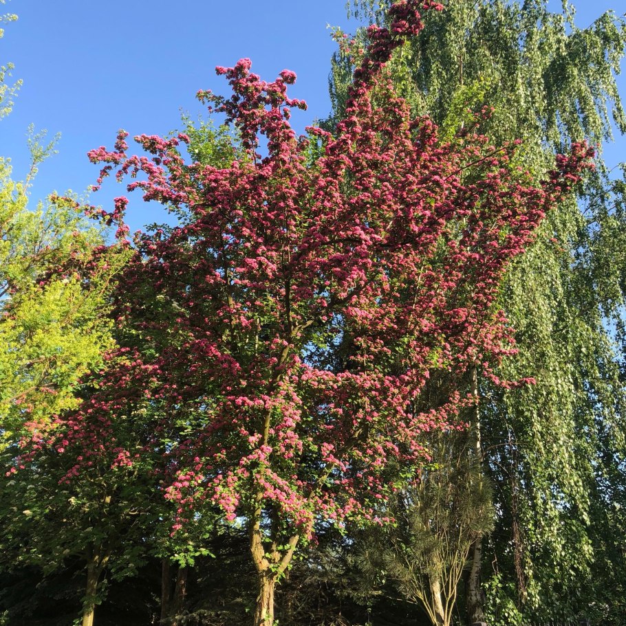 Яблоня Хелена Недзвецкого