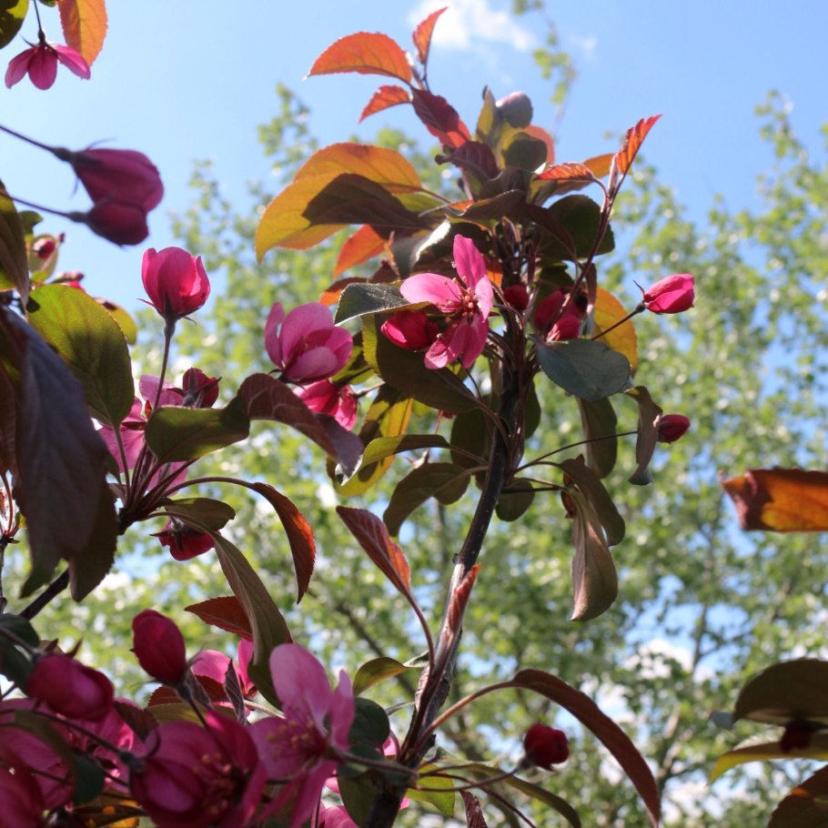 Яблоня Скарлет