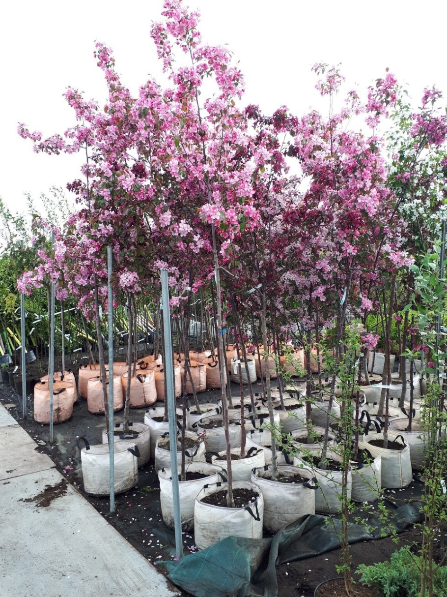 Боярышник Пауль Скарлет