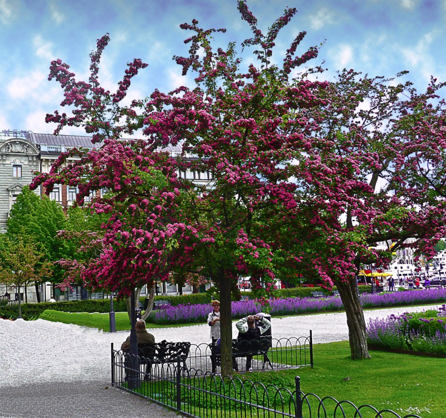 Яблоня Рудольф Malus Rudolph