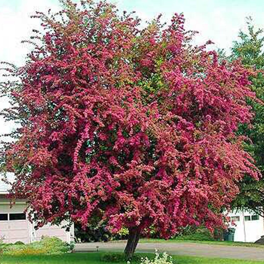 Яблоня декоративная Кримсон бриллиант