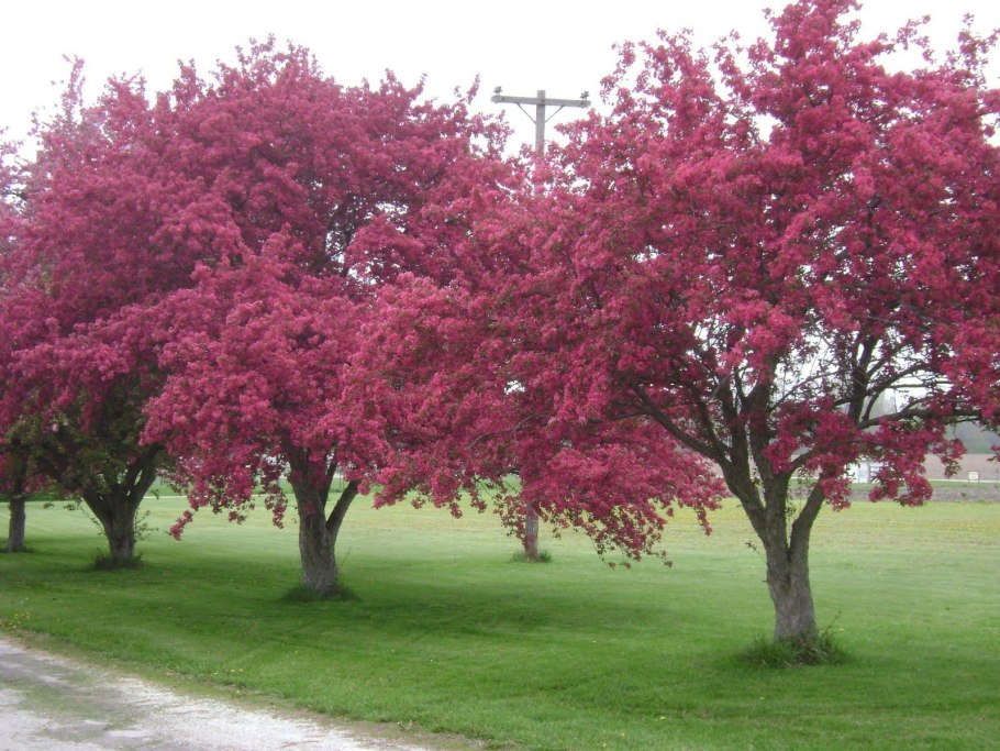 Яблоня гибридная Рудольф