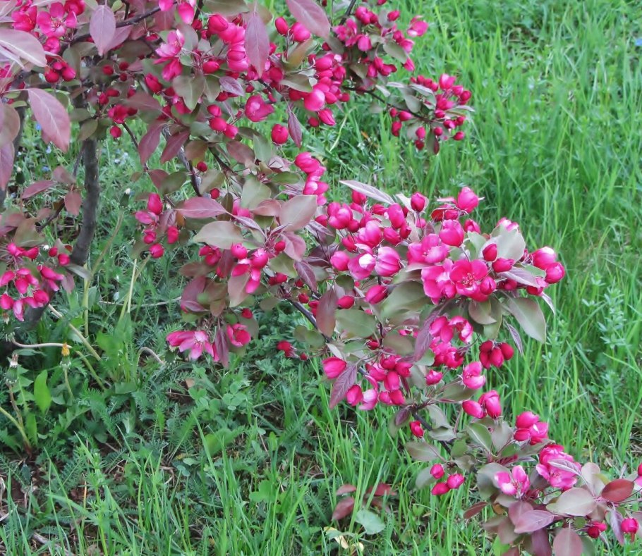 Боярышник обыкновенный Пауль Скарлет