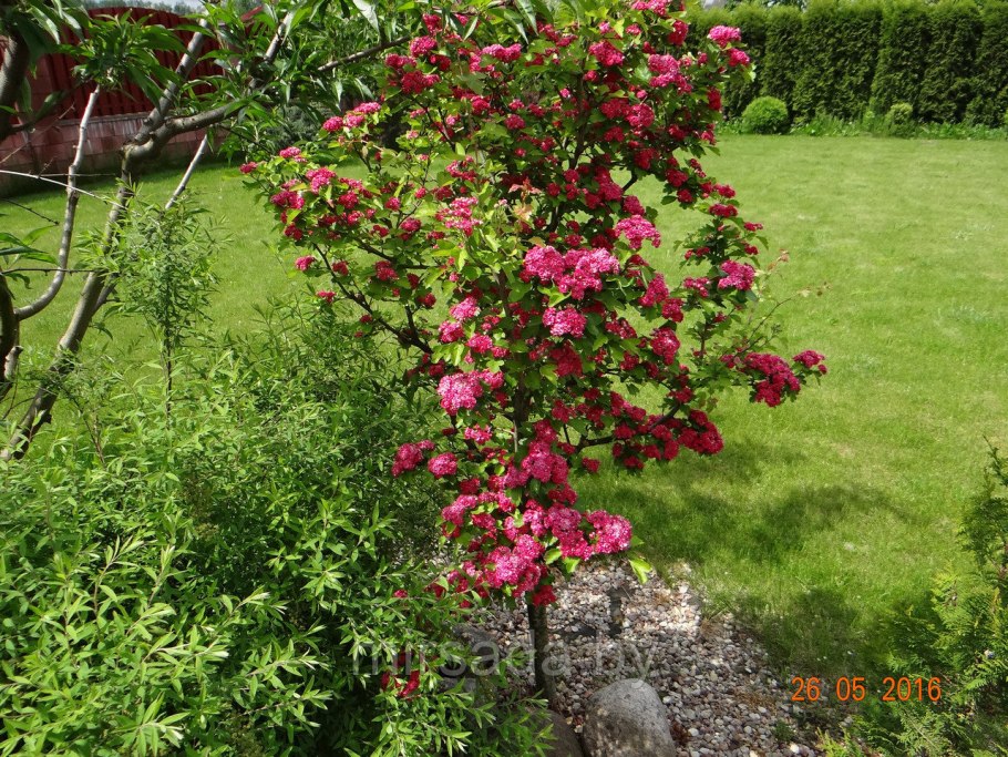 Яблоня Прайри Файер