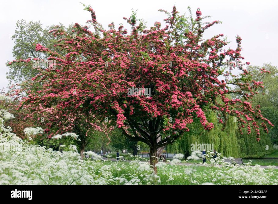 Яблоня гибридная 'Rudolph'