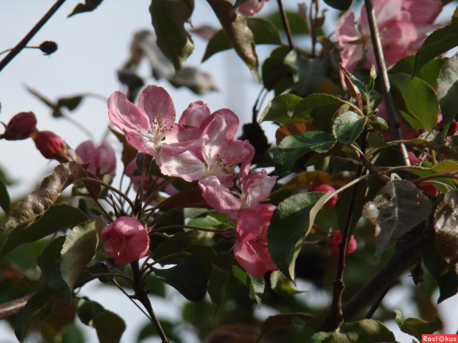 Боярышник Пауль Скарлет на штамбе