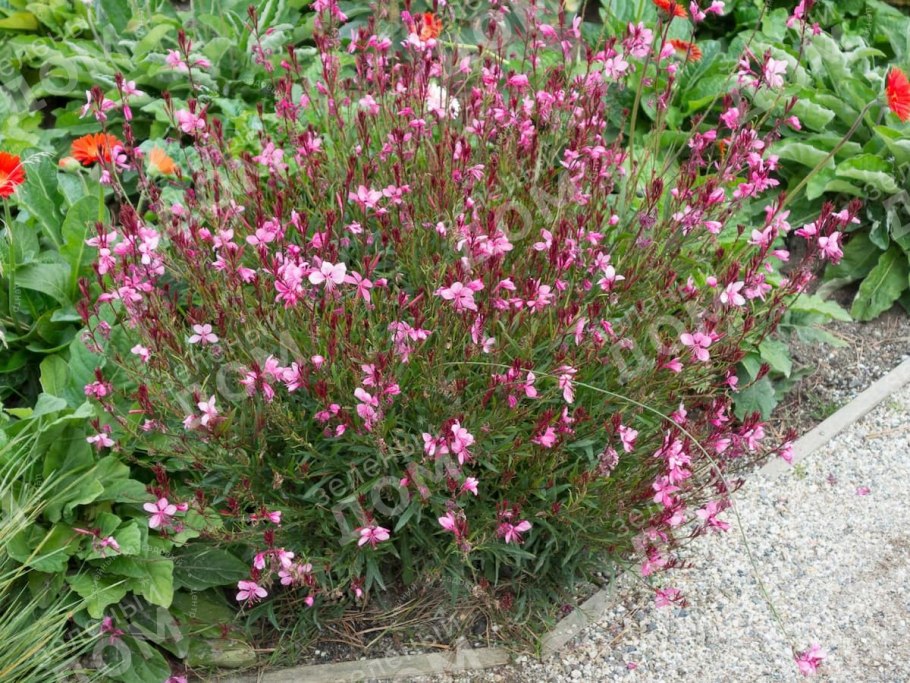 Гаура Линдхеймера