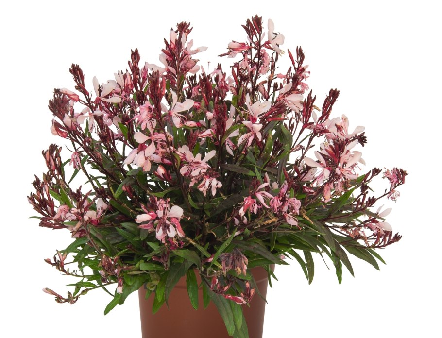 Гаура Линдхеймера 'Pink'