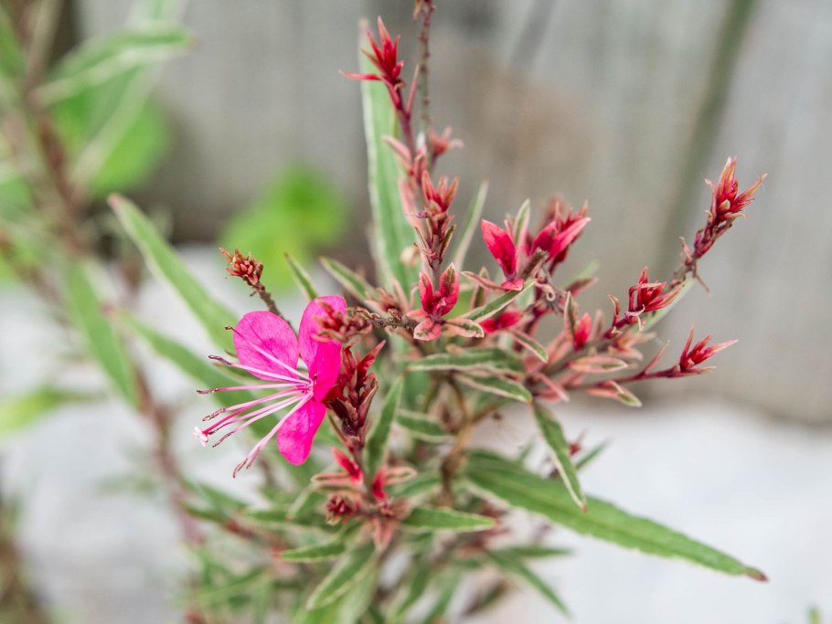 Гаура вариегатная