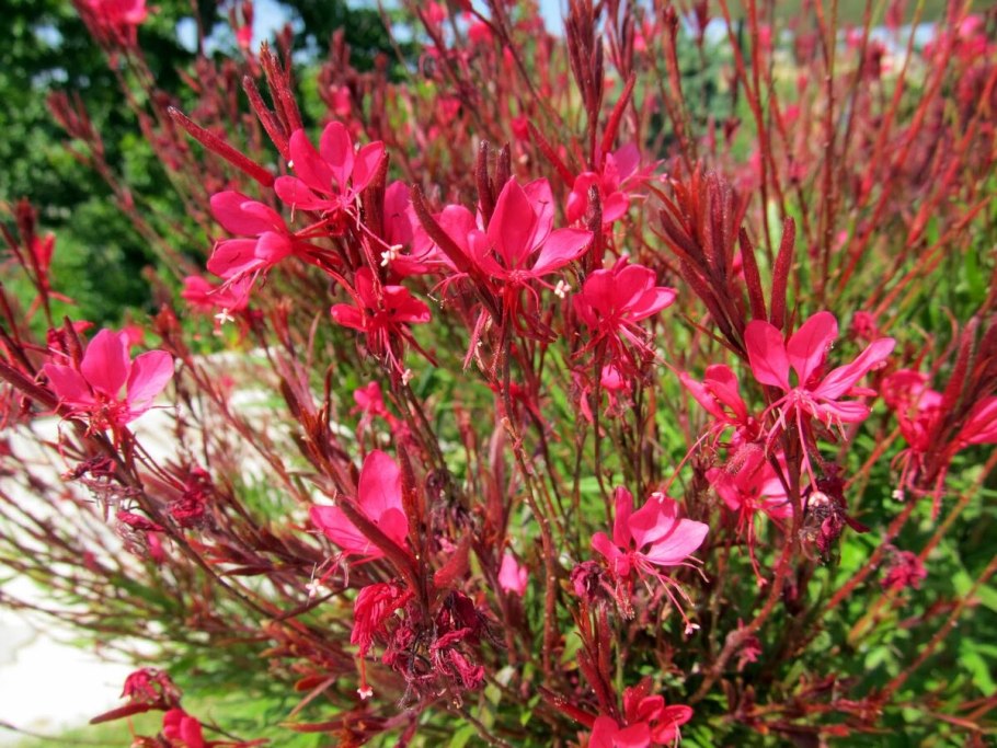 Цветок Гаура Линдхеймера