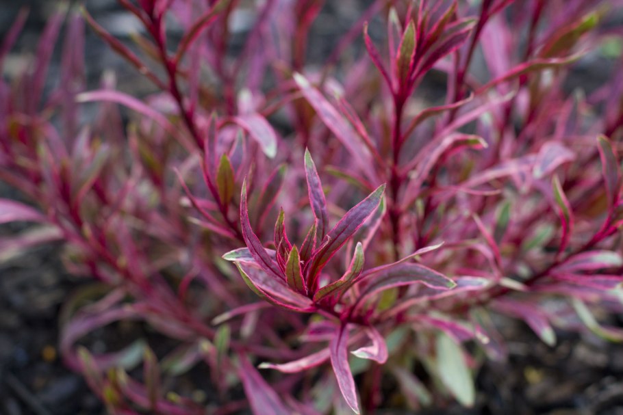 Гаура кустарник Рейнбоу