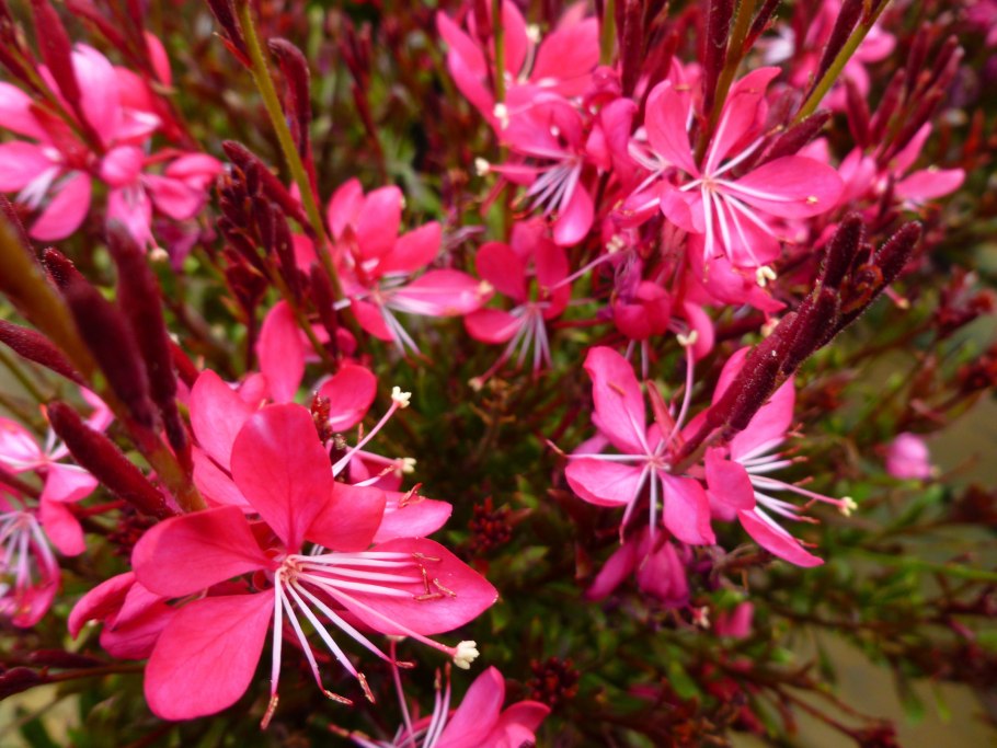 Гаура Гауди ред