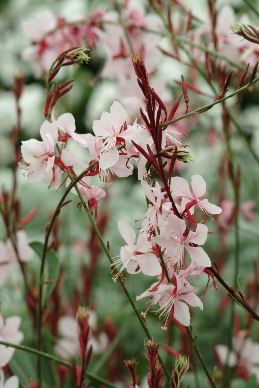 Gaura lindheimeri graceful Light Pink