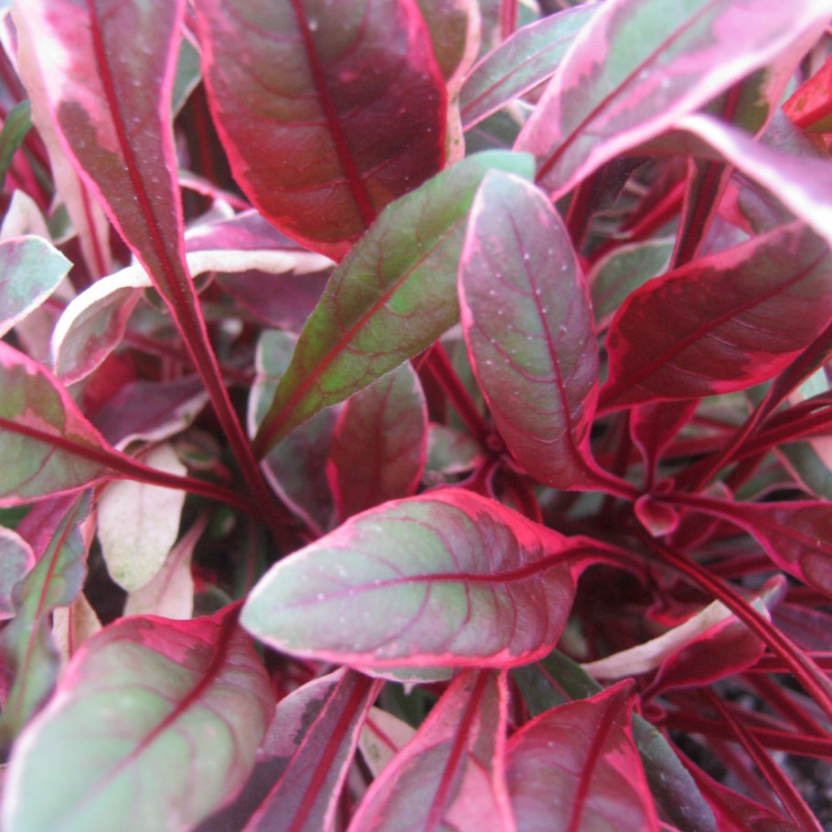 Гаура пансионате Рейнбоу