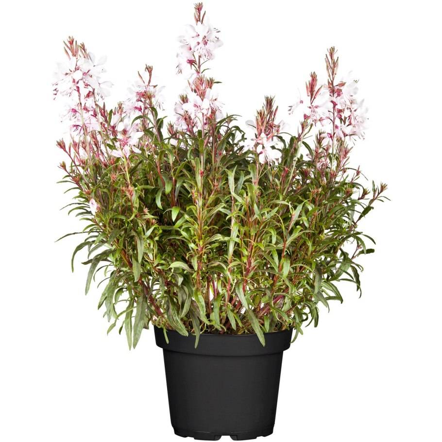 Гаура высота