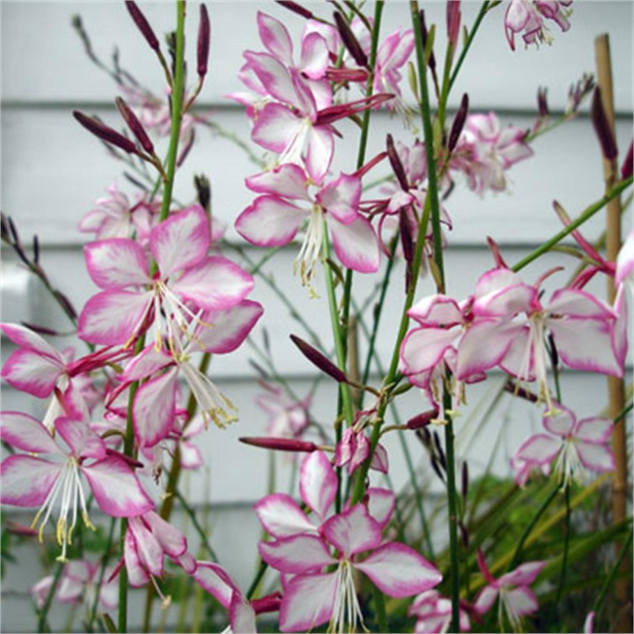 Гаура Gaura lindheimeri Rosy Jane