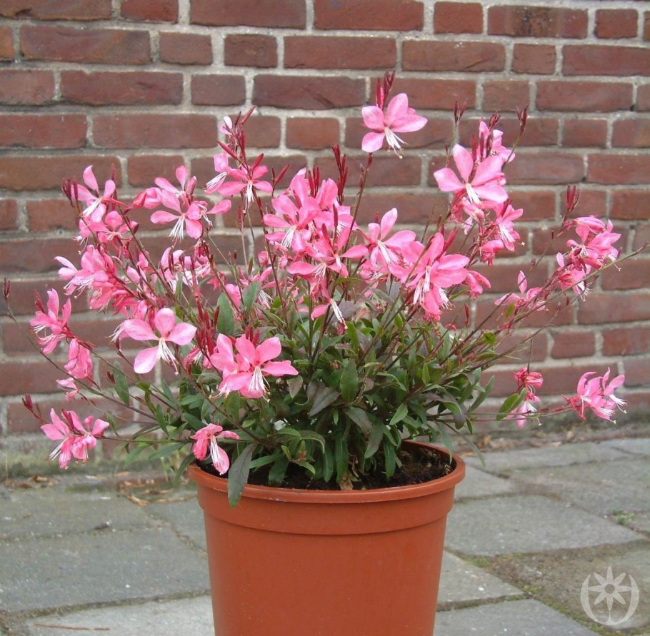 Гаура Gaura lindheimeri graceful Light Pink