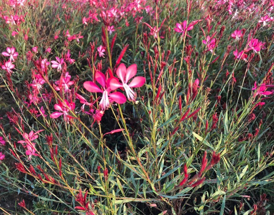 Гаура не Цветущая