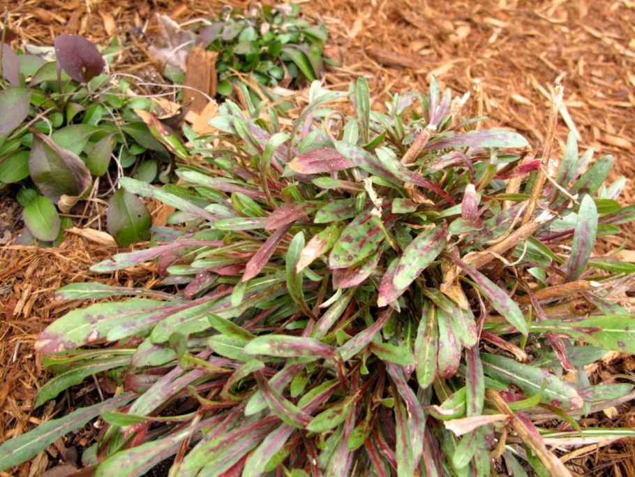 Гаура пестролистная