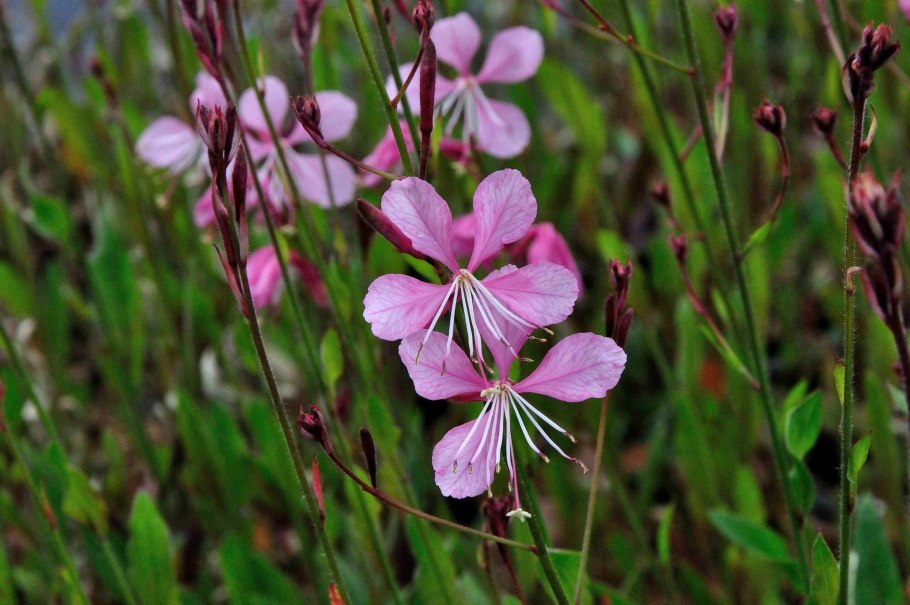 Gaura lindheimeri 'Siskiyou Pink'