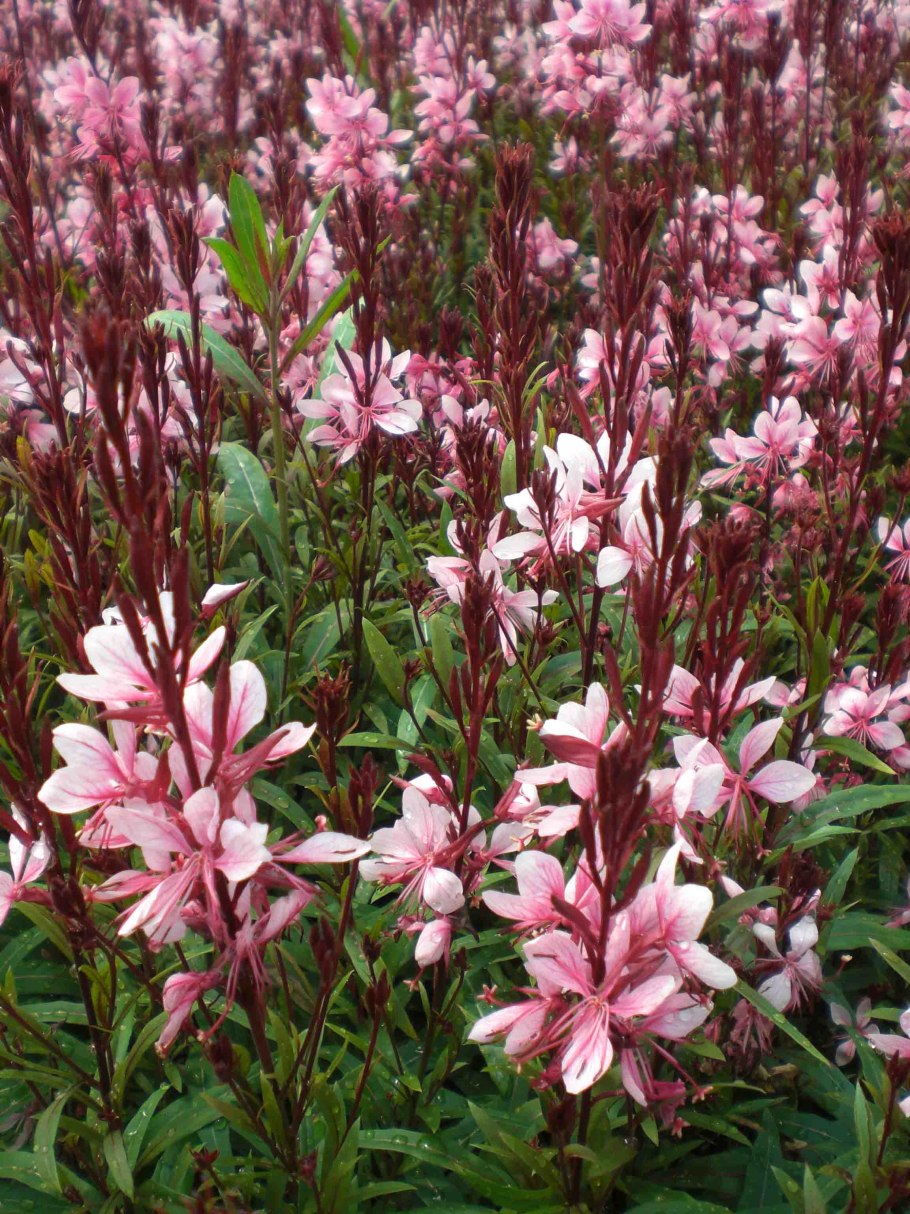 Многолетник Гаура