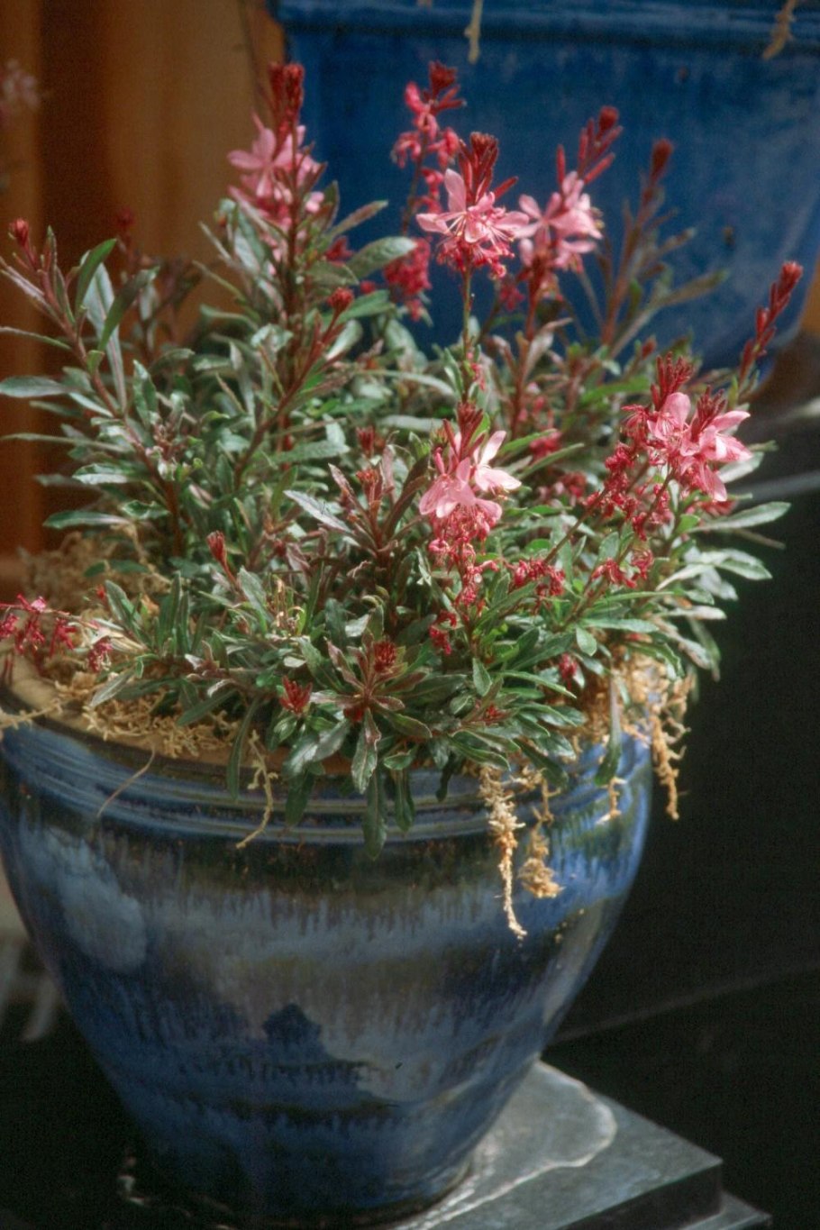 ТЕГЕНГ Гаура