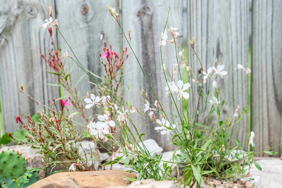 Гаура перовския