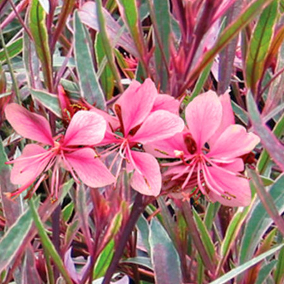 Гаура passionate Rainbow