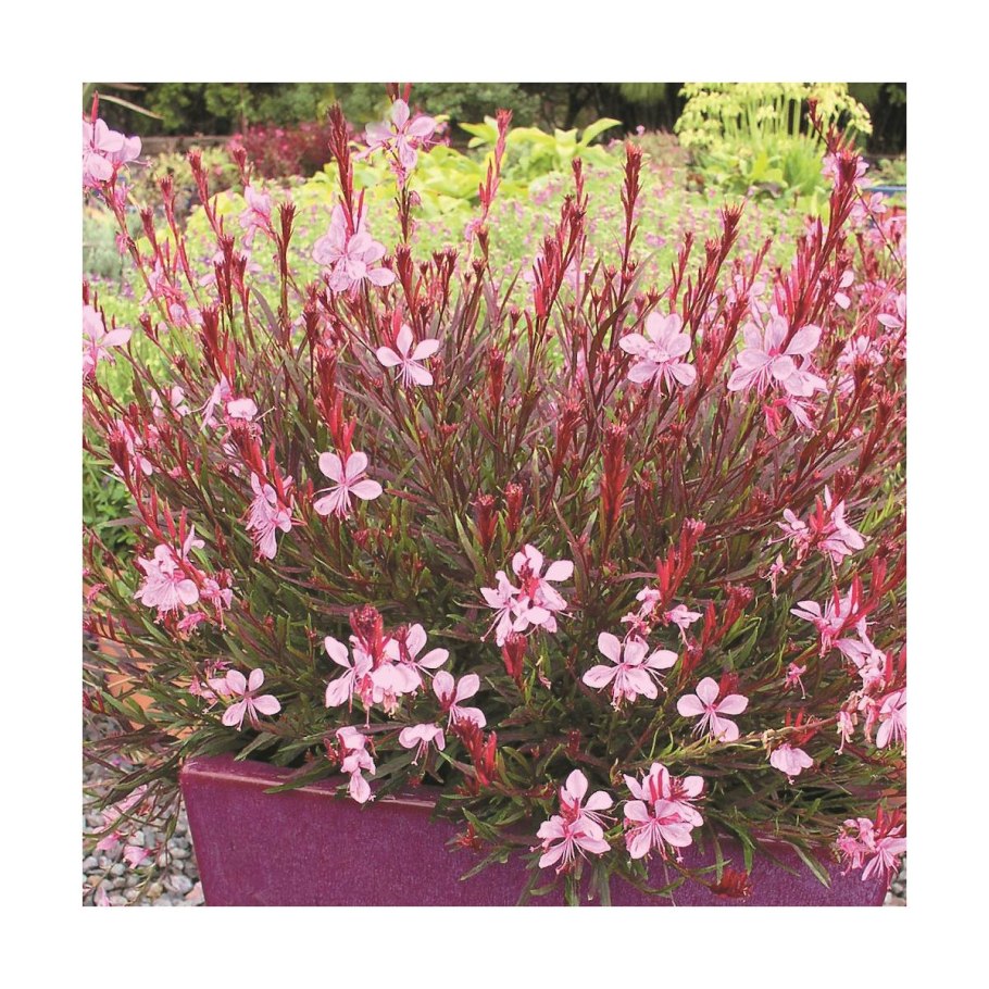 Гаура Линдхеймера ‘черри бренди‘