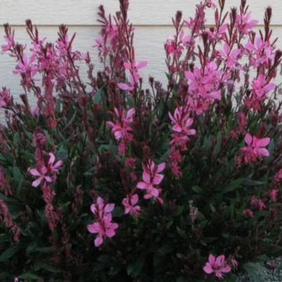 Гаура Линдхеймера 'Pink'