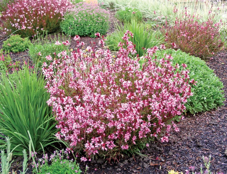 Гаура Линдхеймера passionate Rainbow