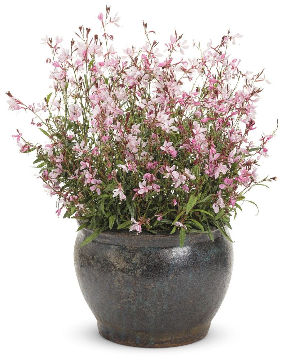 Цветок Гаура Линдхеймера