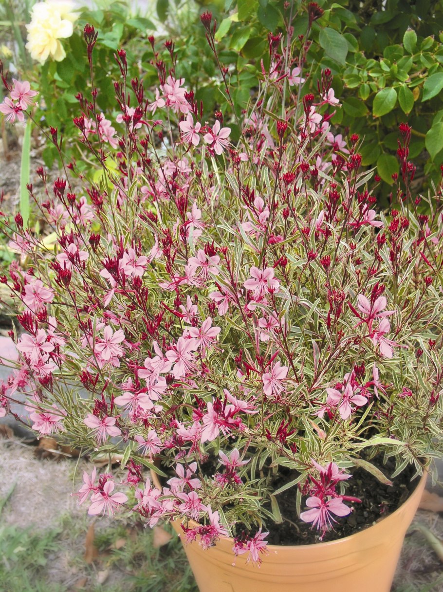 Гаура Линдхеймера