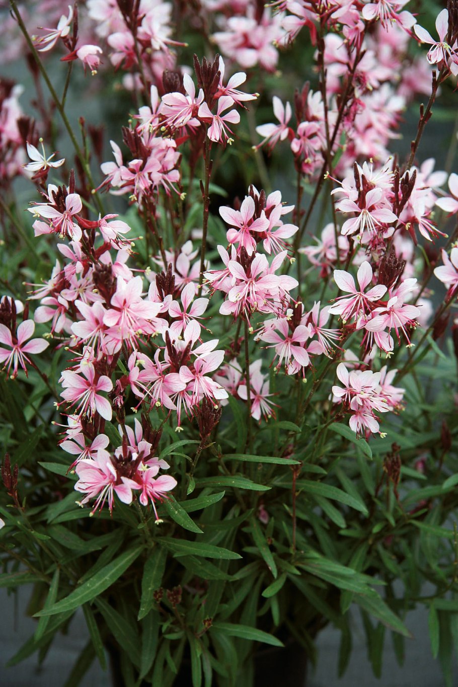 Гаура Линдхеймера