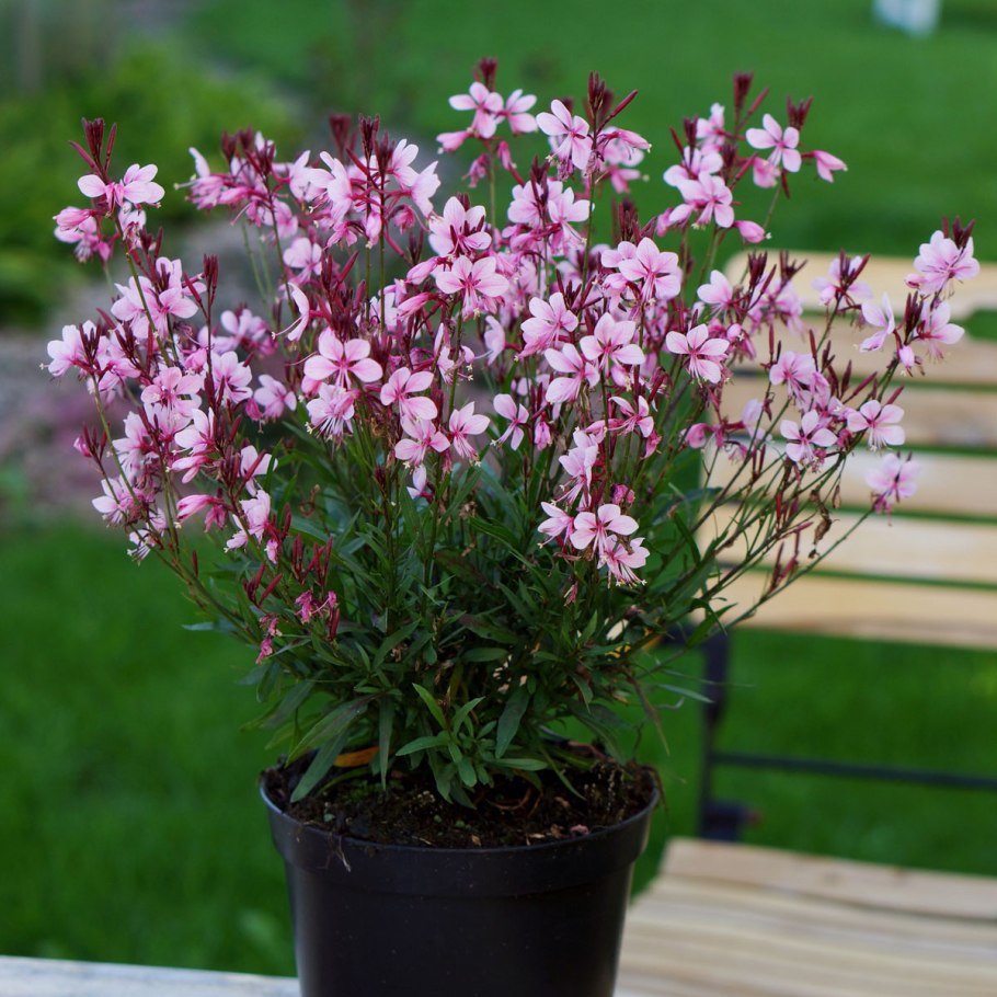 Гаура Линдхеймера 'Pink'