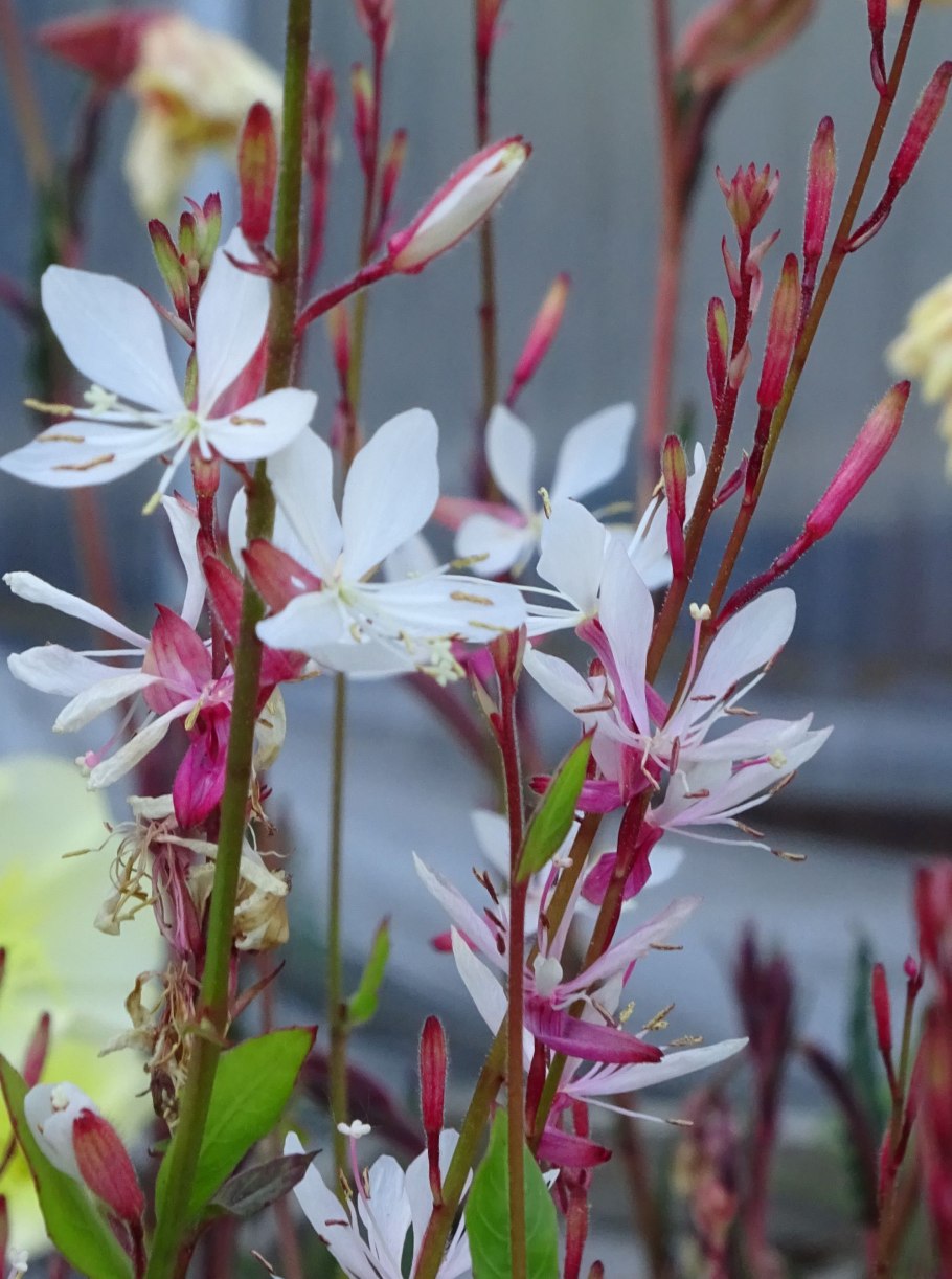 Гаура Линдхеймера