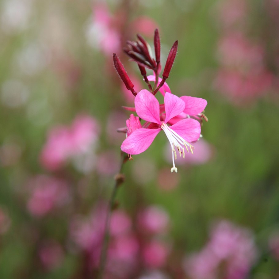 Гаура Siskiyou Pink