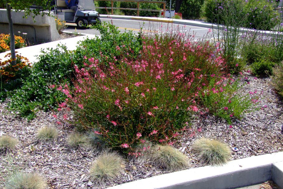 Гаура Линдхеймера 'Pink'