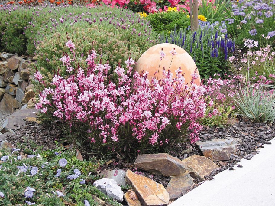 Гаура "passionate blush"