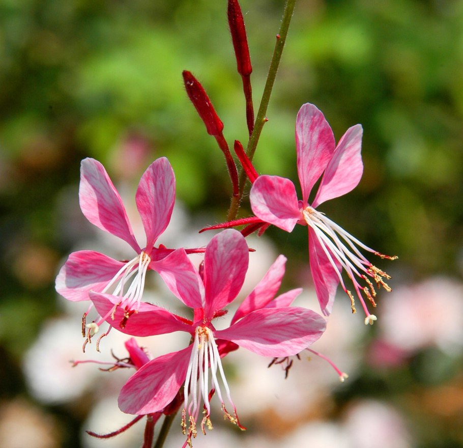 Гаура Линдхеймера 'Pink'