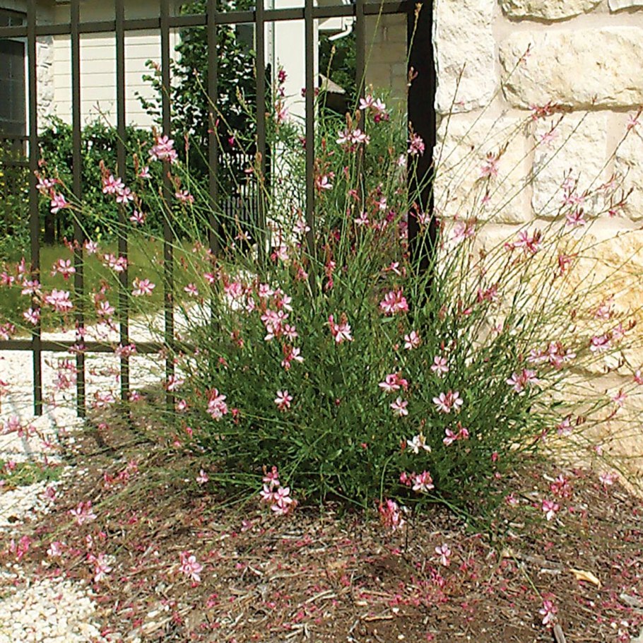 Гаура Линдхеймера пестролистная