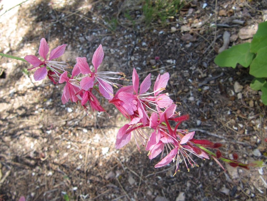 Кустарник Гаура Пестролистая