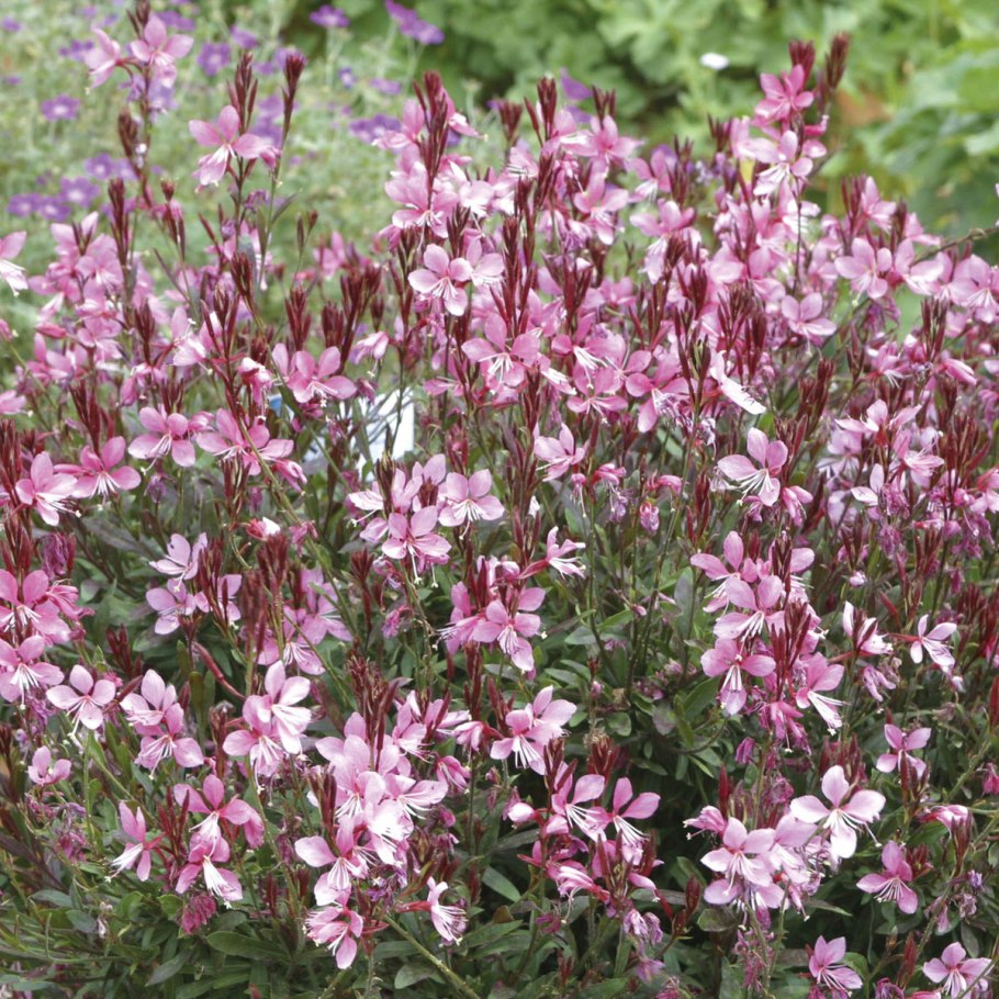 Гаура lindheimeri