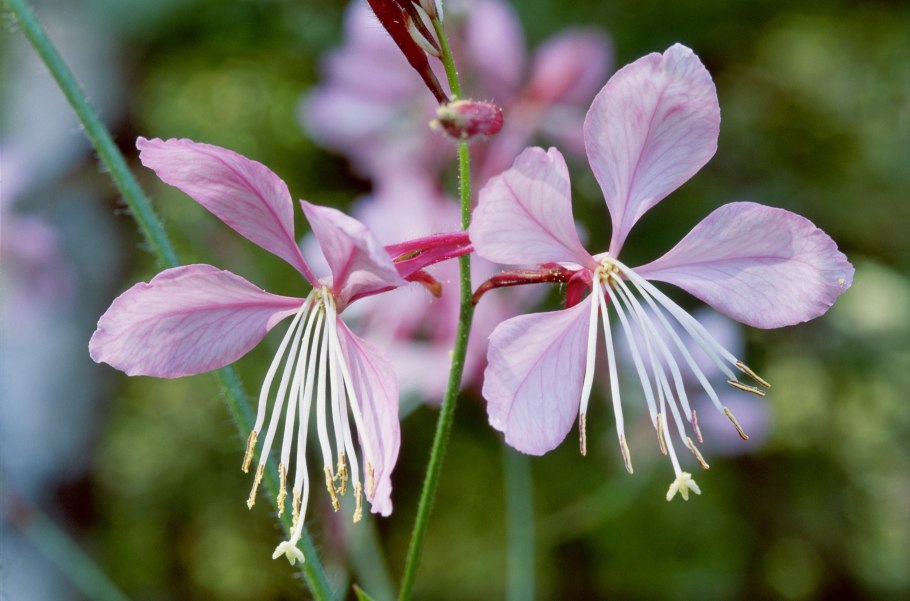 Тонкая Гаура