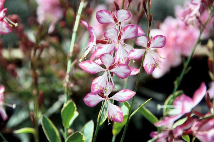 Гаура Gaura lindheimeri Rosy Jane