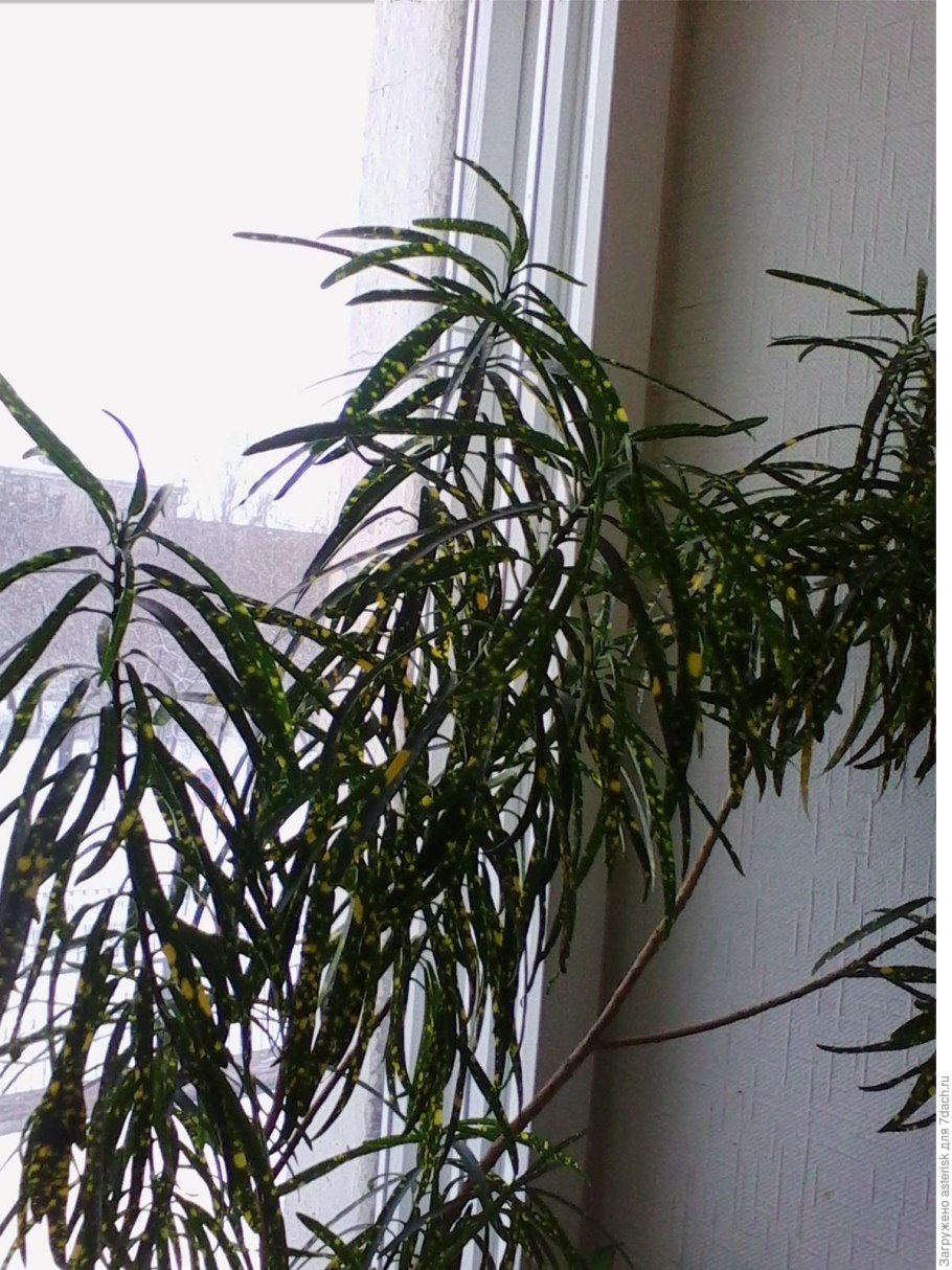 Dracaena indivisa